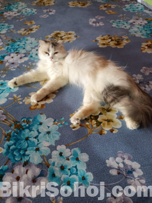 Persian